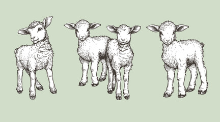 Hand drawn sketch lambs set. Farm animals vintage woodcut engraving style. Vector illustrations collection.
