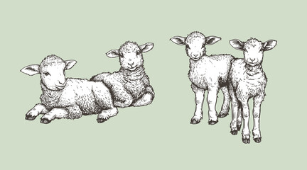Hand drawn sketch lambs set. Farm animals vintage woodcut engraving style. Vector illustrations collection.