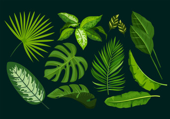 Fototapeta premium Exotic plants with different tropical leaves isolated on dark background. 