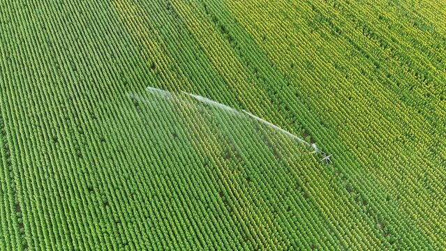 Rolnictwo &mdash; Zraszacz wodny podlewa plantację słonecznik&oacute;w, farma, plantacja, widok z lotu ptaka, widok z g&oacute;ry.