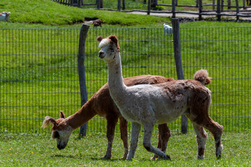Fototapeta premium Two young alpacas different colors