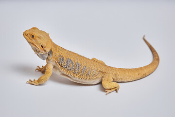 Side view shot of adult bearded dragon with long body and tail standing on forefeet with sharp toe claws lying on white background isolated in studio, copy space