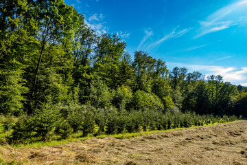 Obraz premium Wiederaufforstung im Mischwald