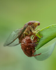 fly on leaf
