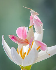 Mantis Orchid On Leaf
