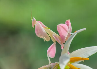 Mantis Orchid On Leaf