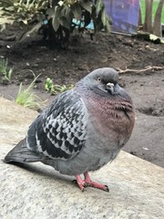 Fat city pigeon in London park