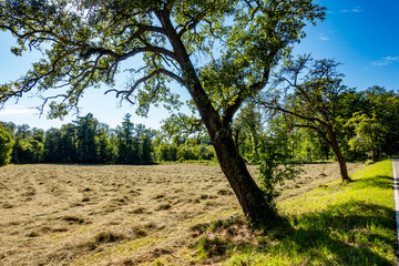 Obraz premium Frisch gemähte große Wiese