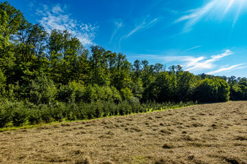 Fototapeta premium Wiederaufforstung im Mischwald