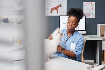 Shot of young curly female vet expert of Black ethnicity listening to heartbeat of sick white...