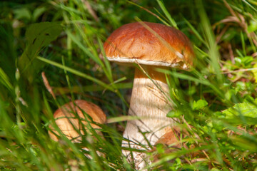 Cep, penny bun, porcino, porcini.