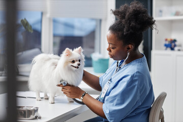 Side view of young female African American veterinarian in blue uniform conducting routine examination of dog listening to heart with stethoscope on table in modern vet clinic, copy space