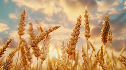 Wheat Field at Golden Hour