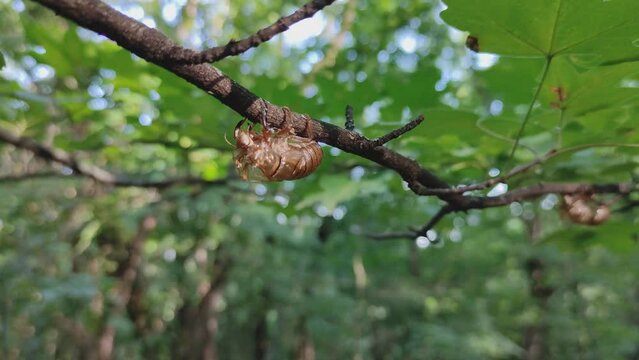 Shed empty shell of a cicada after molting