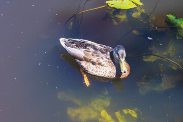 A duck swims on a pond