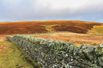 Hermaness National Nature Reserve, Unst Island, Shetland Islands, Scotland, traditional low stone wall separating farm land in moorland