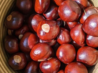 Buckeye nuts