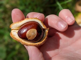Buckeye nut in the pod