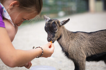 A young girl feeding goats. Kid feeds a goat fresh vegetables.