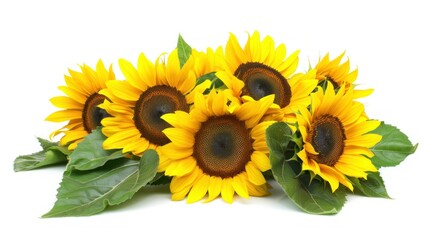 Obraz premium sunflower png wide angle lens