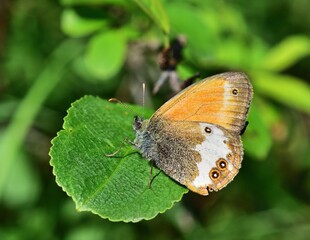 Obraz premium Weißbindige Wiesenvögelchen (Coenonympha arcania)