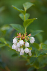 Blueberry flowers.
