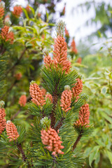 Mountain pine inflorescence.