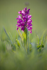 Elder-flowered orchid.