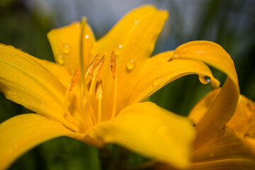 Garden daylily flower.