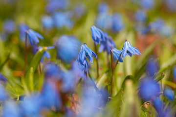 Siberian squill blue flowers.