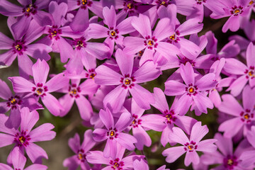 Creeping phlox pink flowers.
