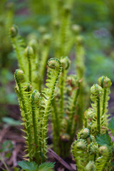 Young ferns.