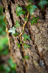 Ivy on the tree.