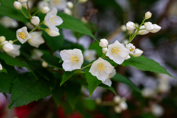 Close-up shot of bowl-shaped white flowers with prominent yellow stamens of the Sweet mock orange or English dogwood (Philadelphus coronarius)