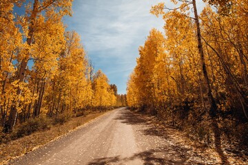 autumn in the forest