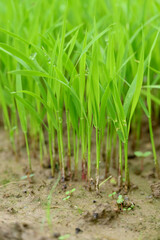 closeup the bunch green ripe paddy plant soil heap and growing in the farm with water drops soft focus natural green brown background.