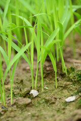closeup the bunch green ripe paddy plant soil heap and growing in the farm with water drops soft focus natural green brown background.