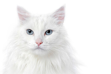 Close-up portrait of a white cat on a white background.