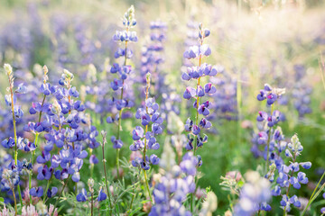 California Lupine