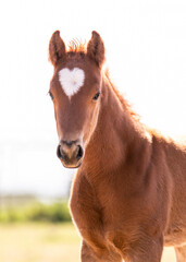 Fototapeta premium Foal with Heart Shaped Marking