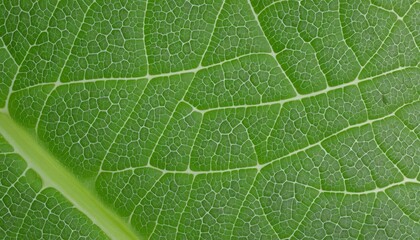 Closeup foliage pattern on tree branch in nature, showcasing the beautiful growth and freshness of summer