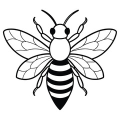 Bee, honey bee isolated on a white background. Naturalistic, scientific, botanical engraved illustration, vector drawing,
