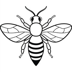 Bee, honey bee isolated on a white background. Naturalistic, scientific, botanical engraved illustration, vector drawing,