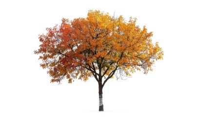 tree isolated on white background.