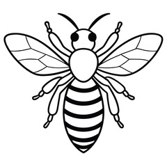 Bee, honey bee isolated on a white background. Naturalistic, scientific, botanical engraved illustration, vector drawing,