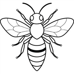 Bee, honey bee isolated on a white background. Naturalistic, scientific, botanical engraved illustration, vector drawing,