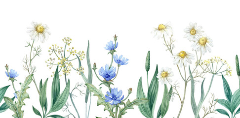 Wild flowers composition with medicinal herbs. Watercolor background with chamomile chicory fennel  © Anastasiia