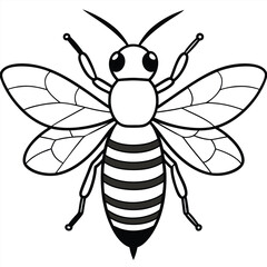 Bee, honey bee isolated on a white background. Naturalistic, scientific, botanical engraved illustration, vector drawing,