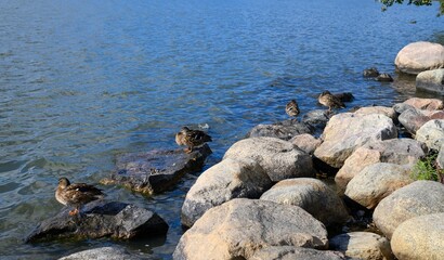 Ducks swimming in a lake on a sunny day.