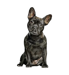 Black French bulldog sitting watercolor illustration isolated. Hand-drawn dog breeds collection